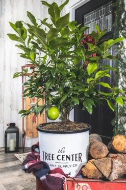 Meyer Lemon Bush -The Tree Center Store 3C9A1286 Edit 600x900 1