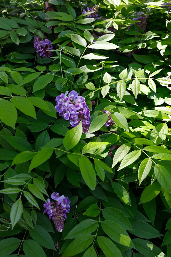 Amethyst Falls Wisteria 1 Amethyst Falls Wisteria