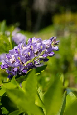 Amethyst Falls Wisteria 10 Amethyst Falls Wisteria -The Tree Center Store 3C9A9188 600x900 1