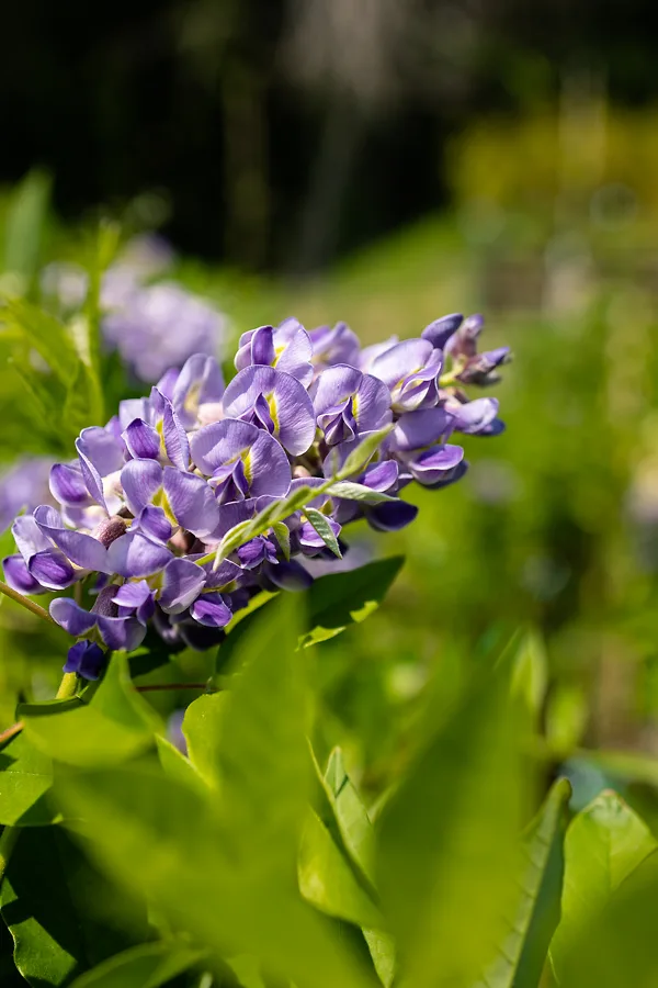 Amethyst Falls Wisteria 5 Amethyst Falls Wisteria - Image 5