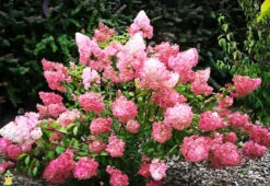 Strawberry Sundae® Hydrangea -The Tree Center Store 3strawberry sundae hydrangea 2 600x413 1