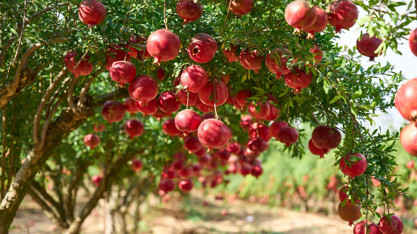 The Tree Center Store -The Tree Center Store A shot of a tree with several red and ripe Pomegranates that showcases fruit crops shade