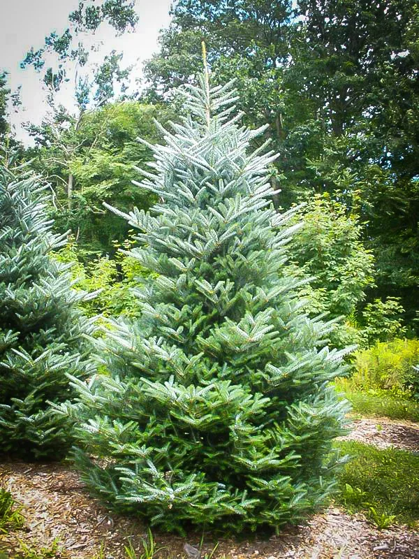 Horstmanns Silberlocke Korean Fir 1 Horstmanns Silberlocke Korean Fir