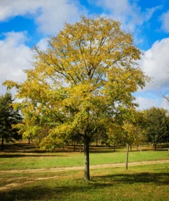 Accolade® Elm -The Tree Center Store Accolade Elm Tree 1 600x713 1