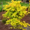 Summer Gold Japanese Maple