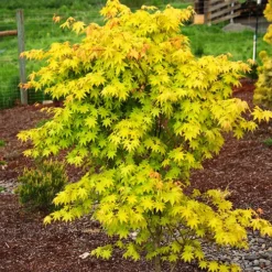 Summer Gold Japanese Maple