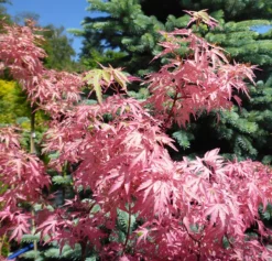 Taylor Japanese Maple -The Tree Center Store AcerpalmatumTaylor3 600x575 1