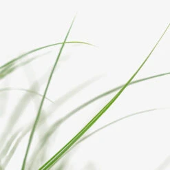 Adagio Maiden Grass -The Tree Center Store Adagio Maiden Grass 3G 03 copy 2 600x600 1