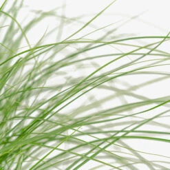 Adagio Maiden Grass -The Tree Center Store Adagio Maiden Grass 3G 04 copy 2 600x600 1