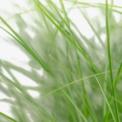 Adagio Maiden Grass -The Tree Center Store Adagio Maiden Grass 3G 05 copy 2 600x600 1