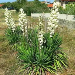 Adams Needle Yucca -The Tree Center Store Adams Needle Yucca 4 copy jpg webp