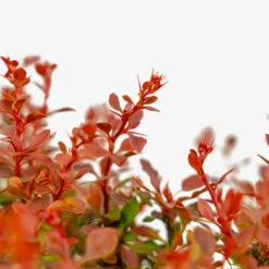Admiration Barberry -The Tree Center Store Admiration Barberry 2G 03 copy 2 600x600 1