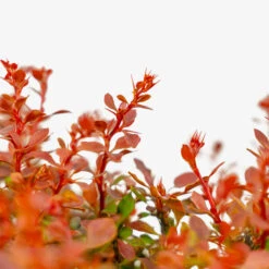 Admiration Barberry -The Tree Center Store Admiration Barberry 2G 04 copy 2 600x600 1