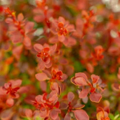 Admiration Barberry -The Tree Center Store Admiration Barberry 2G 05 copy 2 600x600 1