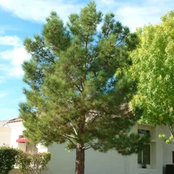 Afghan Eldarica Pine -The Tree Center Store Afghan Eldarica Pine 4 copy jpg