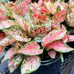 Aglaonema Red Wishes