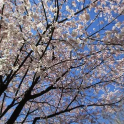 Akebono Cherry Tree -The Tree Center Store Akebono Cherry Tree 4 copy jpg