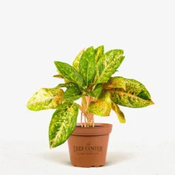 The Tree Center Store 55 The Tree Center Store -The Tree Center Store Algaonema Jazzed Gems Dizzy Diamond 1G 01 1 jpg 600x600 1