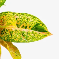 Aglaonema Jazzed Gems™ Dizzy Diamond -The Tree Center Store Algaonema Jazzed Gems Dizzy Diamond 1G 03 copy 600x600 1