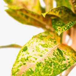 Aglaonema Jazzed Gems™ Dizzy Diamond -The Tree Center Store Algaonema Jazzed Gems Dizzy Diamond 1G 04 copy 600x600 1