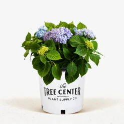 All Summer Beauty Hydrangea -The Tree Center Store All Summer Beauty Hydrangea 3G 01 1 600x600 1