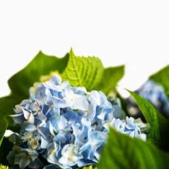 All Summer Beauty Hydrangea -The Tree Center Store All Summer Beauty Hydrangea 3G 03 copy 600x600 1