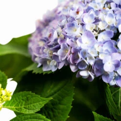 All Summer Beauty Hydrangea -The Tree Center Store All Summer Beauty Hydrangea 3G 04 copy 600x600 1