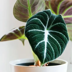 The Tree Center Store 43 The Tree Center Store -The Tree Center Store Alocasia Black Velvet 2 copy jpg webp