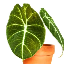 Alocasia Black Velvet -The Tree Center Store Alocasia Black Velvet 3 copy jpg webp