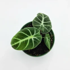 Alocasia Black Velvet -The Tree Center Store Alocasia Black Velvet 4 copy jpg webp