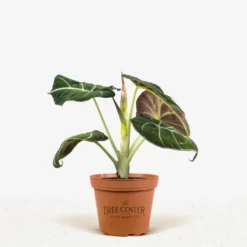 Alocasia Black Velvet