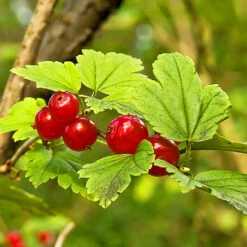 Alpine Currant -The Tree Center Store Alpine Currant 2 copy 600x600 1