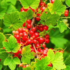Alpine Currant -The Tree Center Store Alpine Currant 4 copy 600x600 1