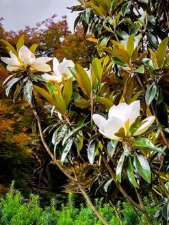 Alta Southern Magnolia -The Tree Center Store Alta Southern Magnolia 03 1 600x800 1