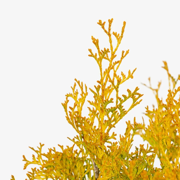 Amber Gold Arborvitae 3 Amber Gold Arborvitae - Image 3