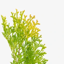 Amber Gold Arborvitae 8 Amber Gold Arborvitae -The Tree Center Store Amber Gold Arborvitae 5G 04 copy 1 600x600 1