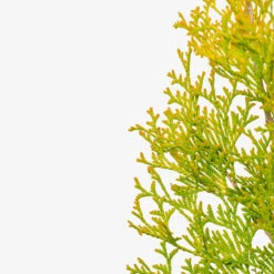 Amber Gold Arborvitae 9 Amber Gold Arborvitae -The Tree Center Store Amber Gold Arborvitae 5G 05 copy 1 600x600 1