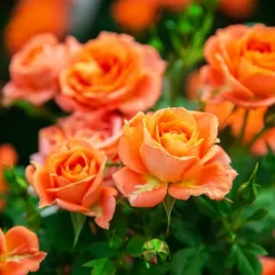 Amber Sunblaze® Miniature Rose - Tree Form -The Tree Center Store Amber Sunblaze Miniature Rose Tree Form 2 copy jpg webp
