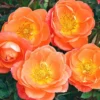 Amber Sunblaze® Miniature Rose - Tree Form
