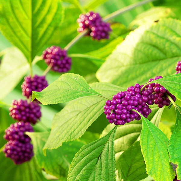 American Beautyberry 2 American Beautyberry - Image 2