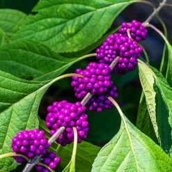 American Beautyberry