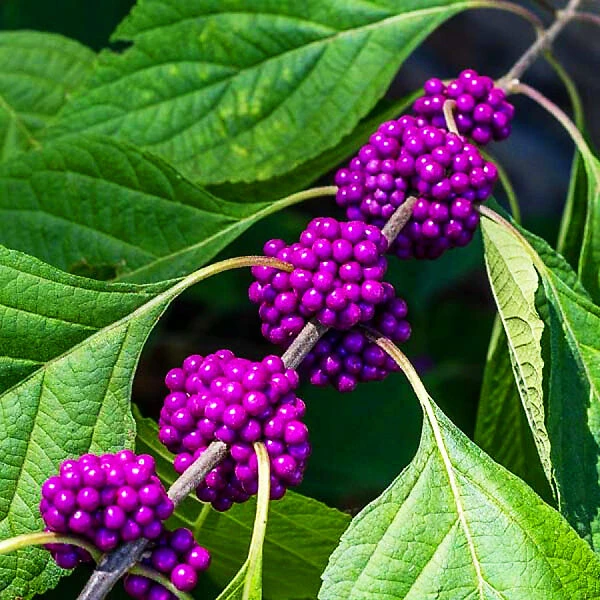 American Beautyberry 1 American Beautyberry