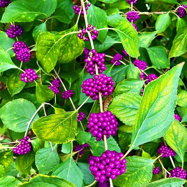 American Beautyberry 3 American Beautyberry - Image 3
