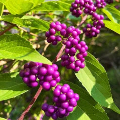 American Beautyberry 8 American Beautyberry -The Tree Center Store American Beautyberry 3 copy 600x600 1