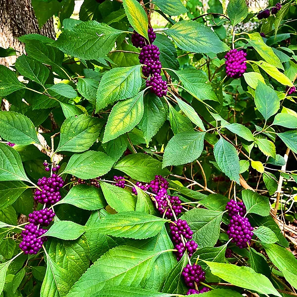 American Beautyberry 5 American Beautyberry - Image 5