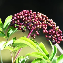 American Black Elderberry 7 American Black Elderberry -The Tree Center Store American Black Elderberry 1 copy jpg