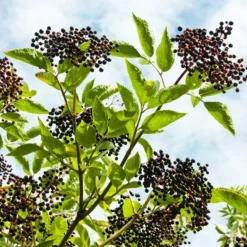 American Black Elderberry 6 American Black Elderberry -The Tree Center Store American Black Elderberry 2 copy jpg webp