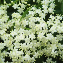 American Black Elderberry