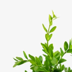 American Boxwood 7 American Boxwood -The Tree Center Store American Boxwood 5G 02 copy 600x600 1