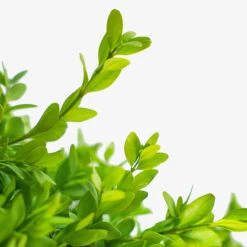 American Boxwood 8 American Boxwood -The Tree Center Store American Boxwood 5G 03 copy 600x600 1